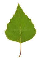 Изолированные лист березы стоковое фото. изображение насчитывающей бело -  45954170